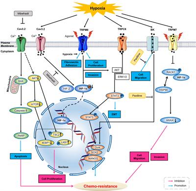 The modulation of ion channels in cancer chemo-resistance